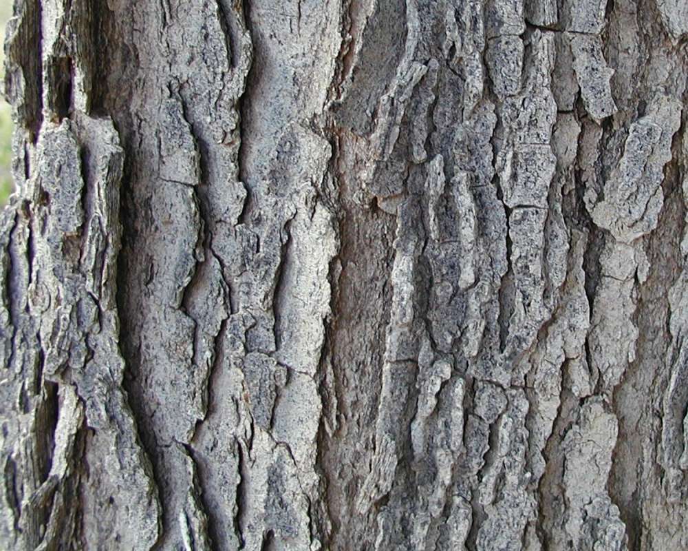 Bark<br>(Location of Picture: Zion Park, Sw Utah, USA, 2008)