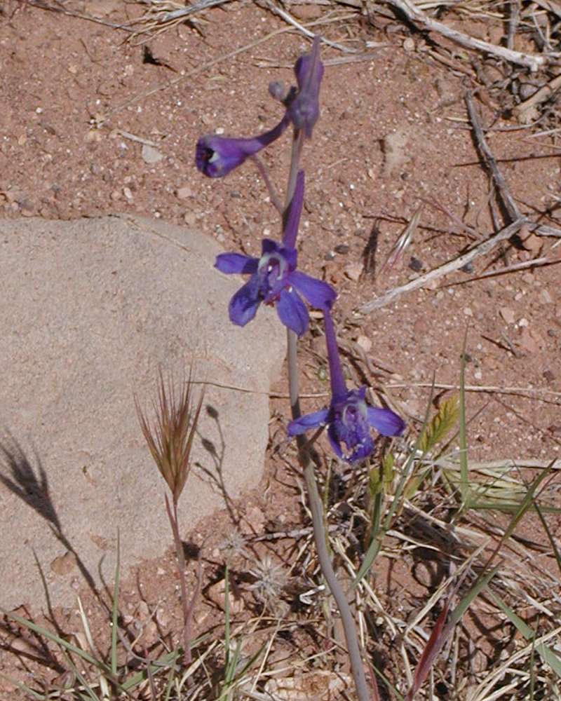 Top Of Plant in  Bloom<br>(Location of Picture: Cameron,  arizona, USA, 2008)
