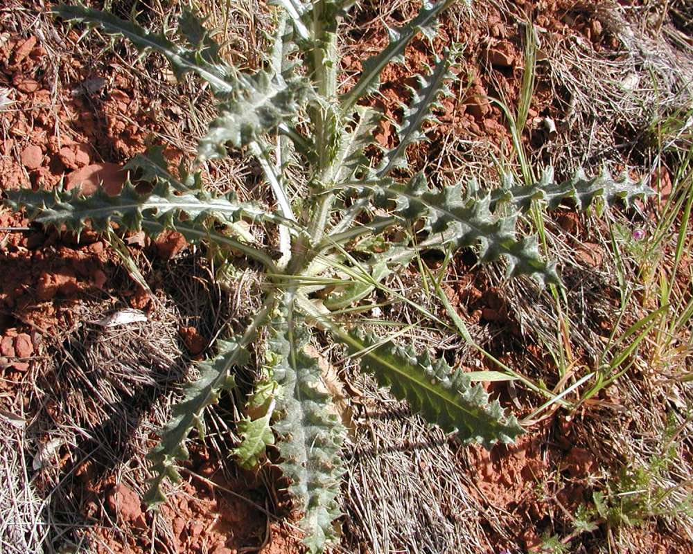 Basal Leaves<br>(Location of Picture: Zion Park, Sw Utah, USA, 2008)
