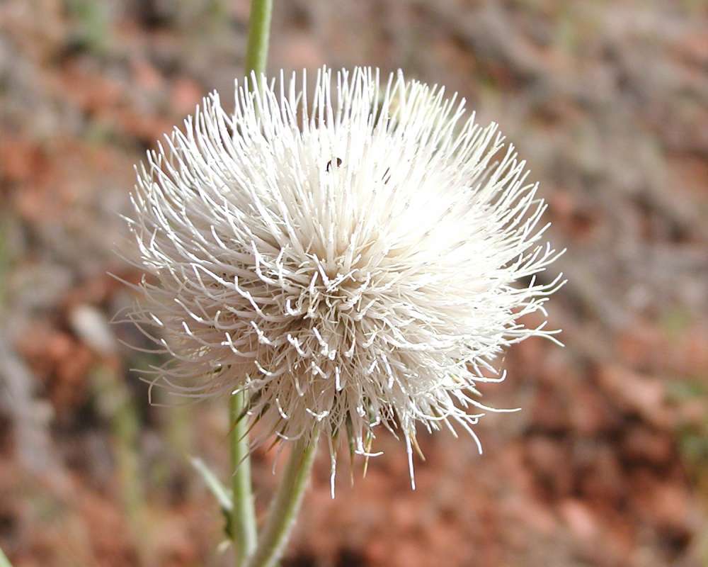 White Flower Head<br>(Location of Picture: Zion Park, Sw Utah, USA, 2008)