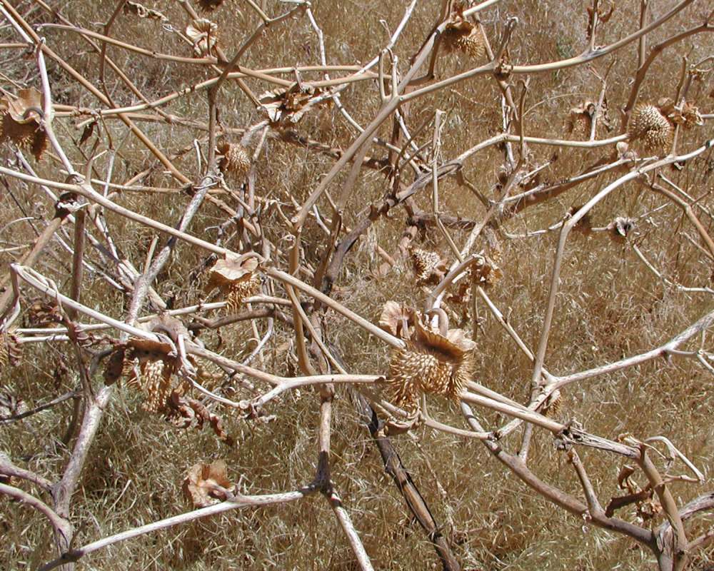 Post Bloom<br>(Location of Picture: Zion Park, Sw Utah, USA, 2008)
