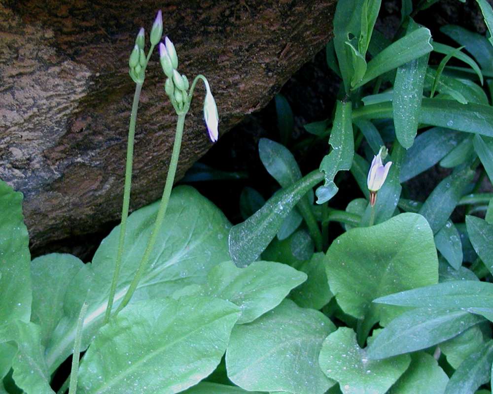 Top Of Plant in  Bloom<br>(Location of Picture: Zion Park, Sw Utah, USA, 2008)
