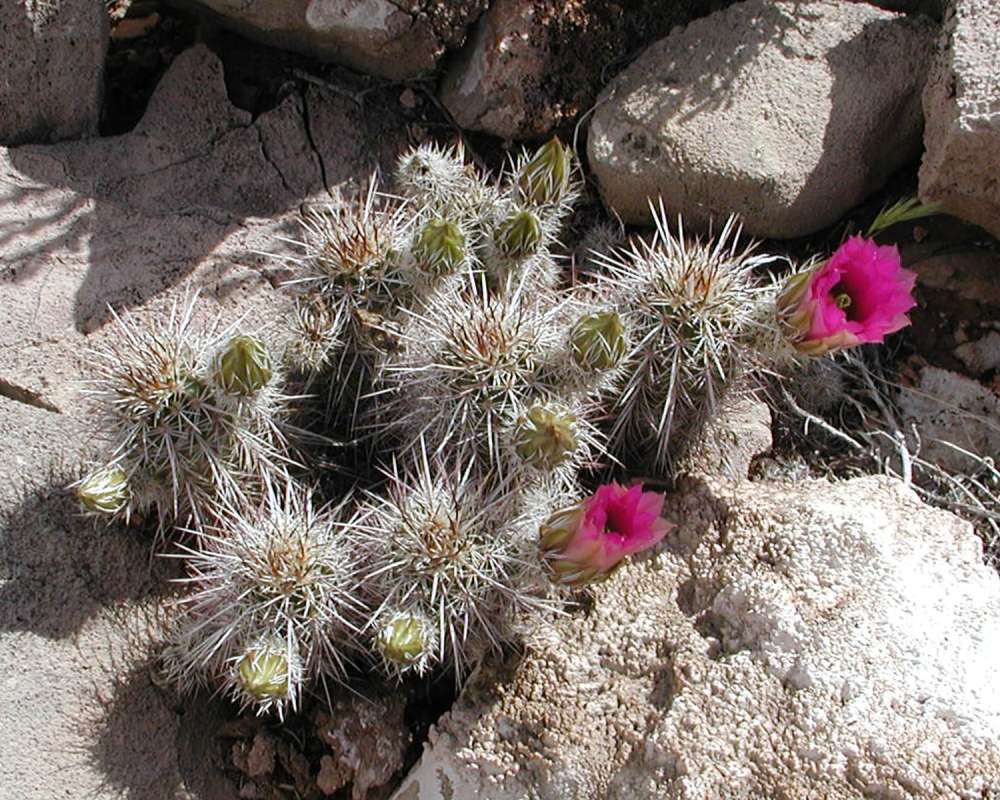 Habitat View<br>(Location of Picture: Grand Canyon, Nw Arizona, USA, 2008)