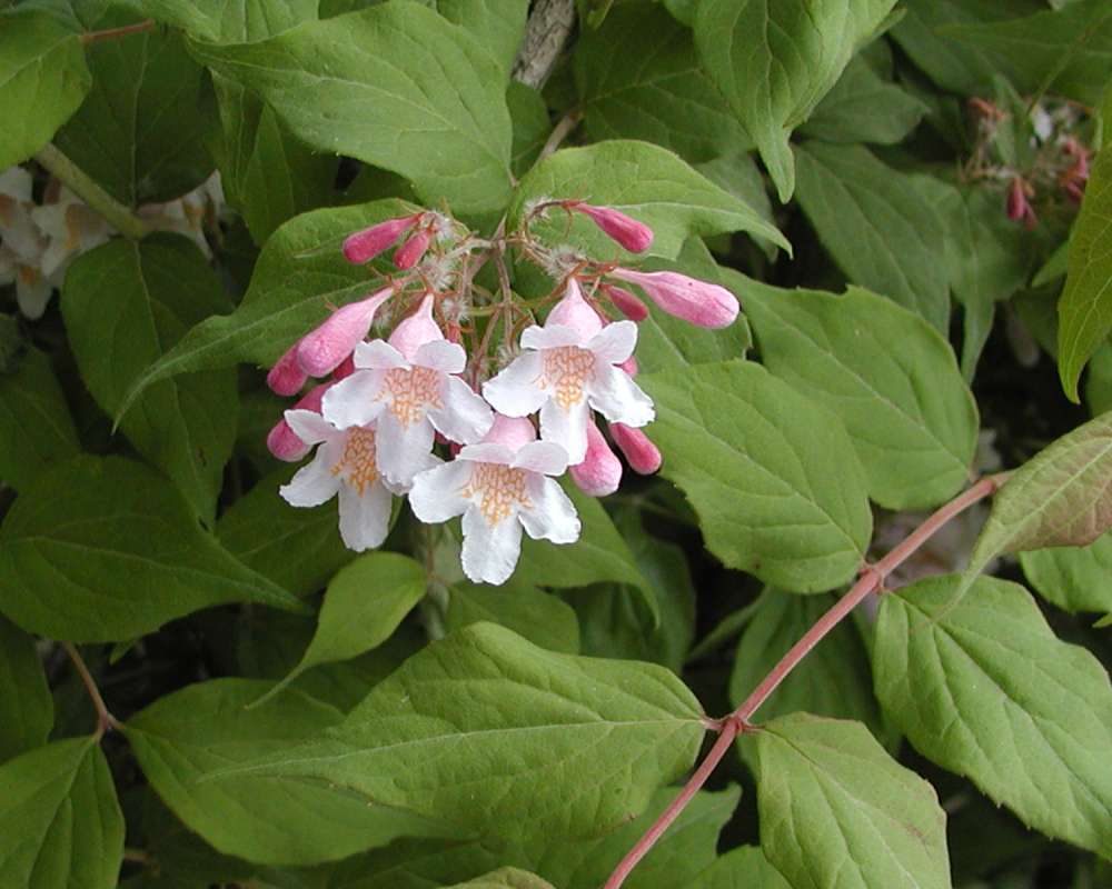 Flowers and Leaves<br>(Location of Picture: Nelson Flowers, Wa, USA, 2008)