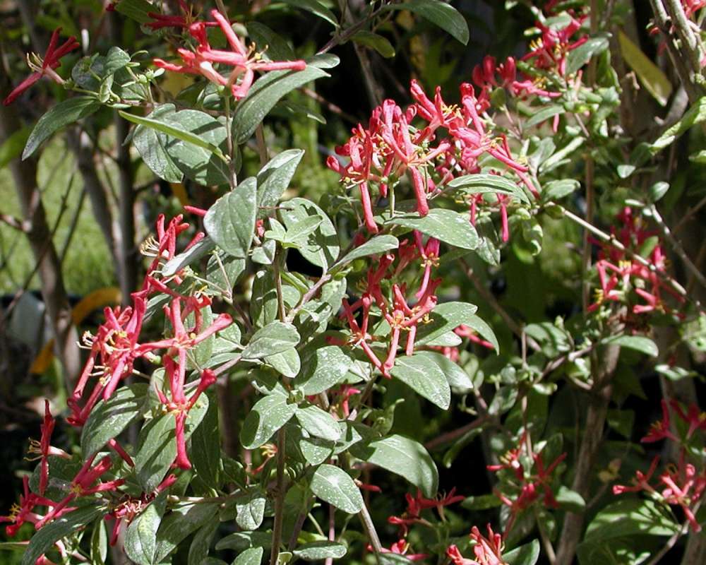 Top Of Plant in  Bloom<br>(Location of Picture: Nelson Flowers, Washington, USA, 20)