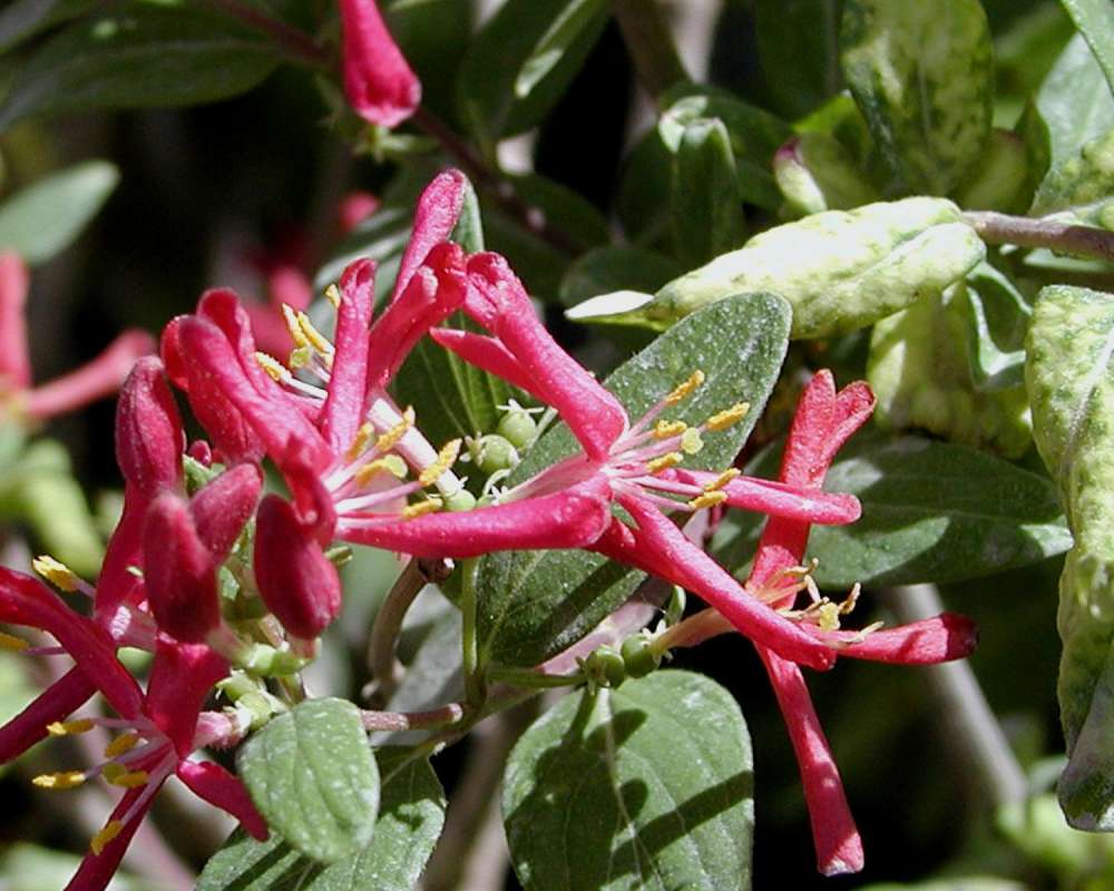 Flowers - View #2<br>(Location of Picture: Nelson Flowers, Washington, USA, 20)