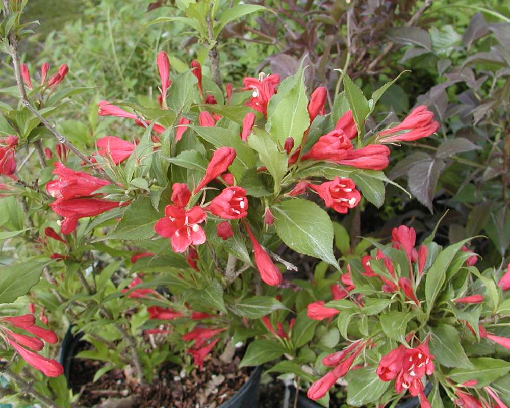 Top Of Plant in  Bloom - Unknown Variety<br>(Location of Picture: Nelson Flowers, Wa, USA, 2008)