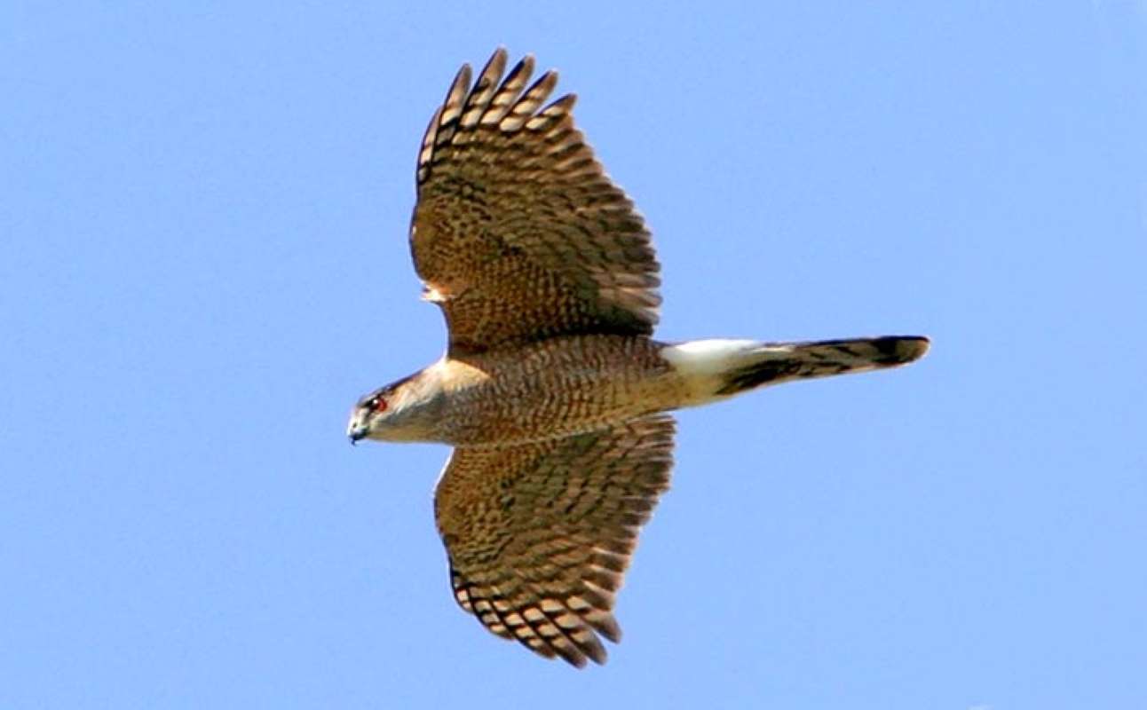 Flying<br>(Location of Picture: Okanogan, Washington, 2009)