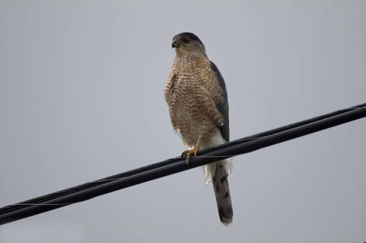 On Wire<br>(Location of Picture: Okanogan, Washington, 2009)