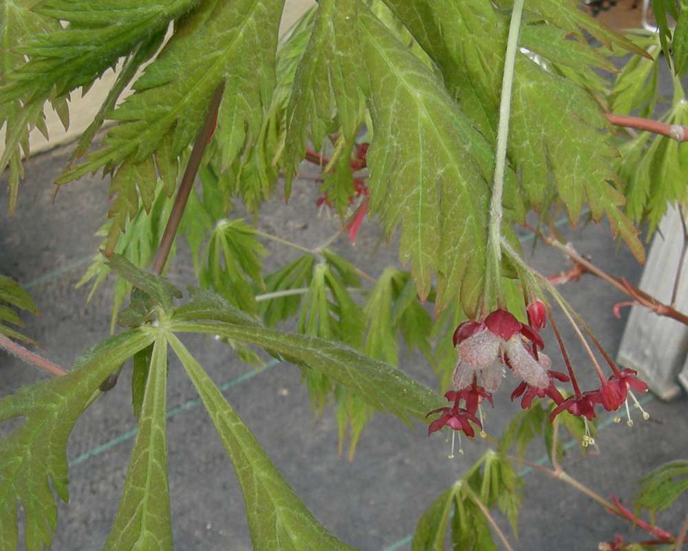 Leaves and Flowers<br>(Location of Picture: Shady Pines, Washington, USA, 2009)