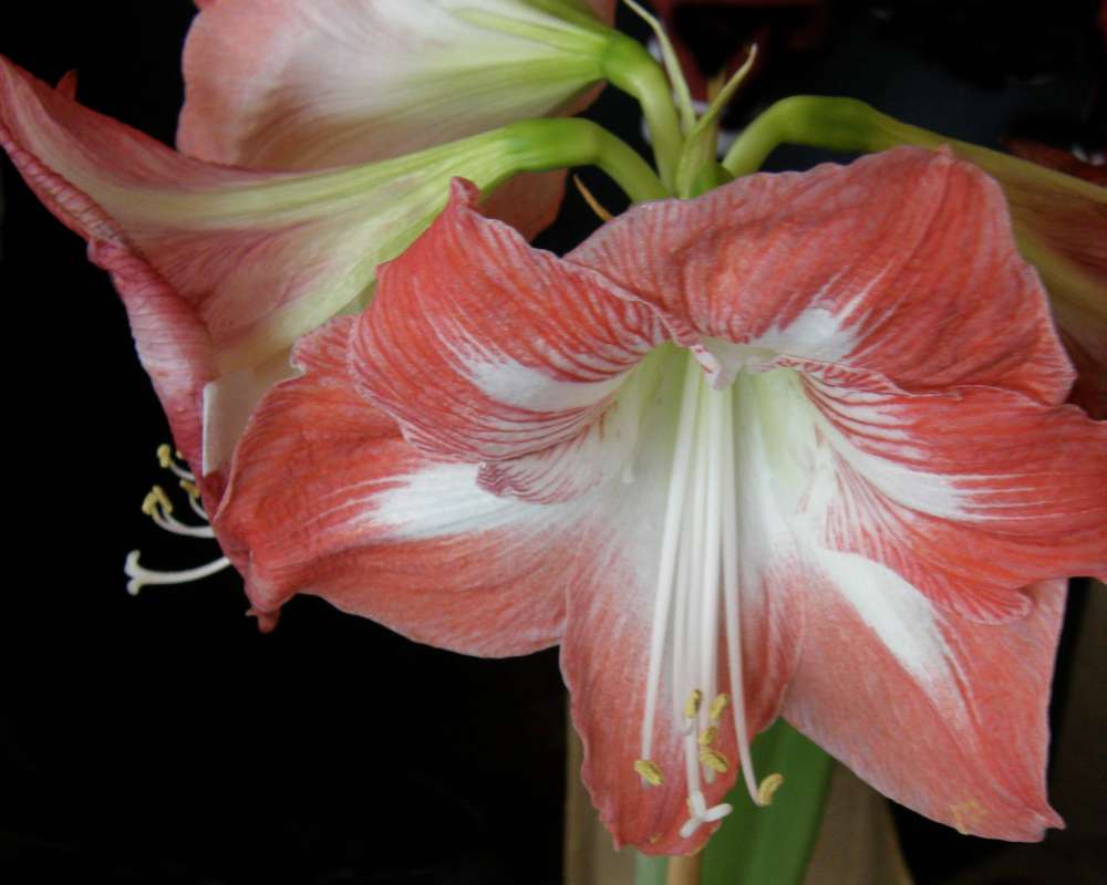Flower - View #2<br>(Location of Picture: Private, Okanogan, Washington, USA)