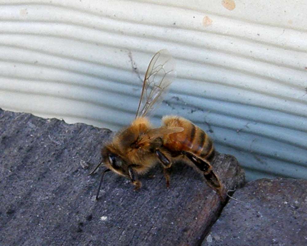 Close View<br>(Location of Picture: Okanogan, Washington, USA, 2009)