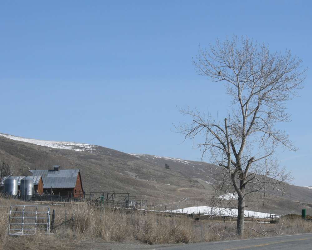 Wild At Farm<br>(Location of Picture: Conconully, Washington, USA, 2009)