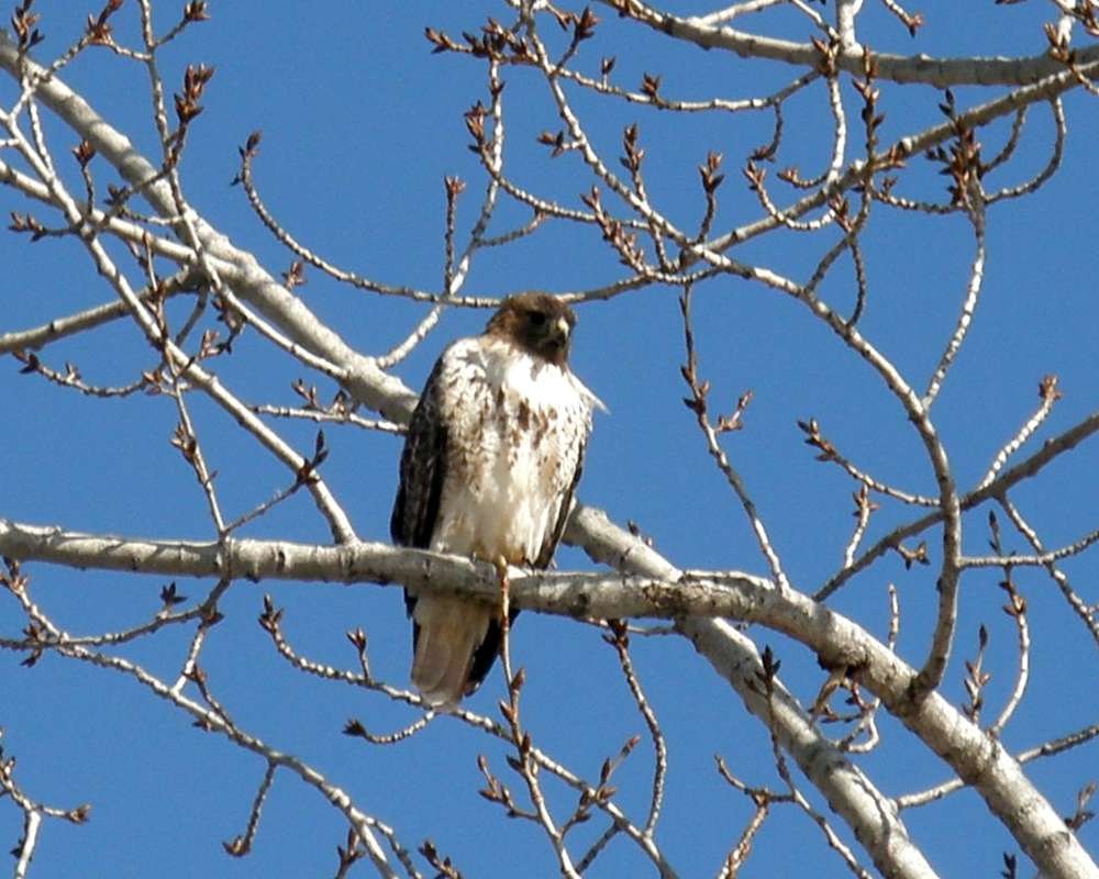 In Habitat - Front View<br>(Location of Picture: Conconully, Washington, USA, 2009)
