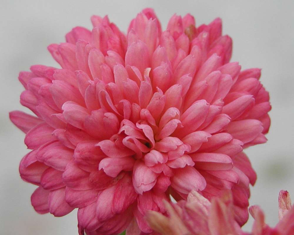Flowers Close - Dark Pink<br>(Location of Picture: Garden, Okanogan, Washington, USA)