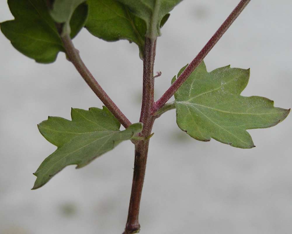 Leaves and Stem<br>(Location of Picture: Garden, Okanogan, Washington, USA)