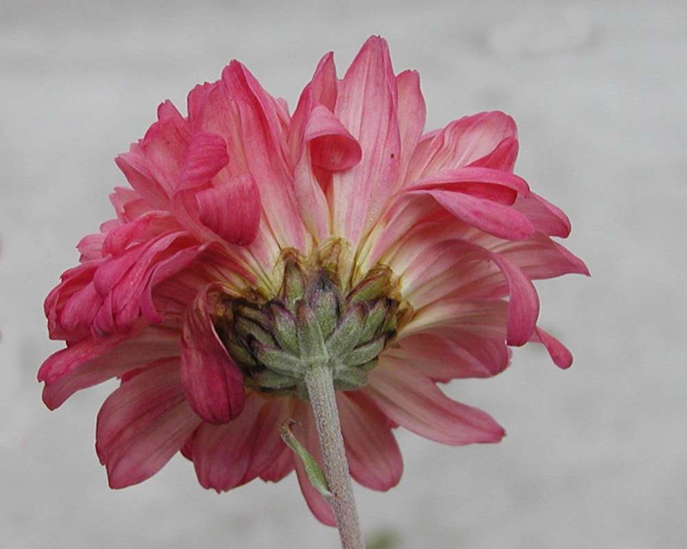 Flower - Rear View<br>(Location of Picture: Garden, Okanogan, Washington, USA)