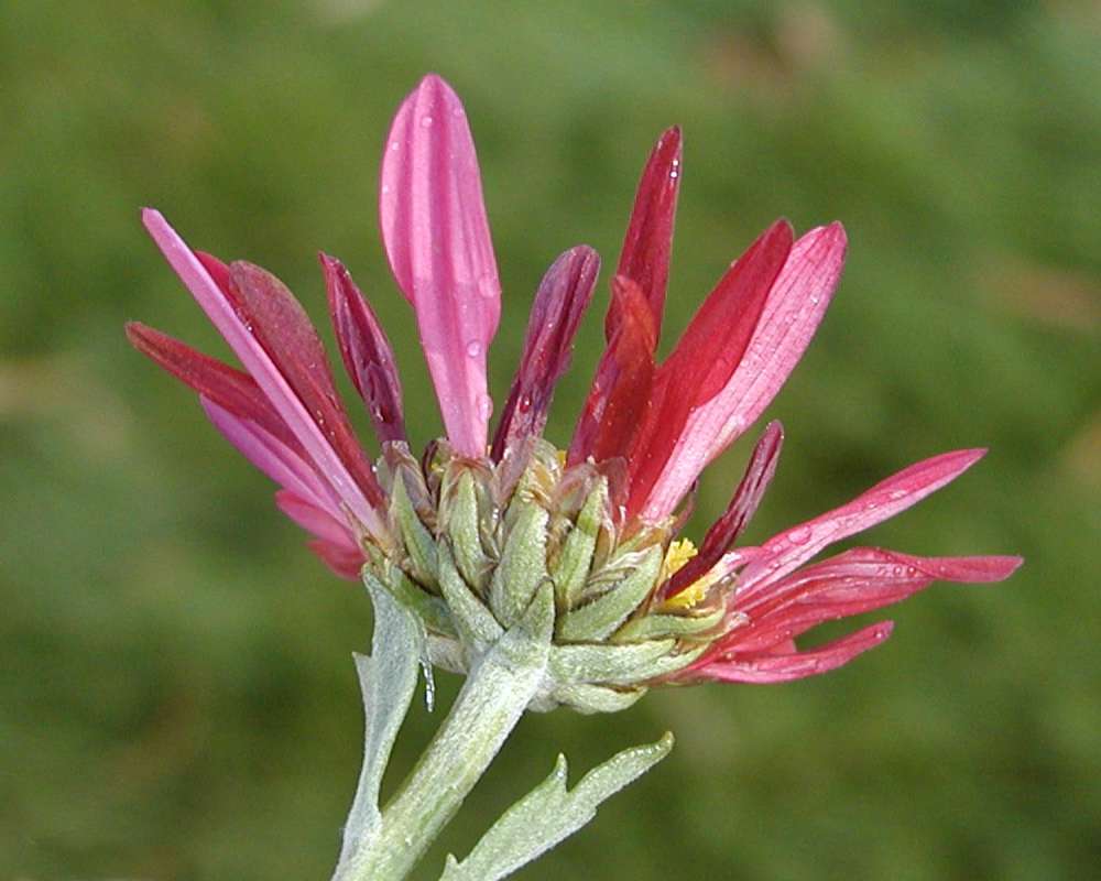 Flower - Rear View<br>(Location of Picture: Garden, Okanogan, Washington, 2009)