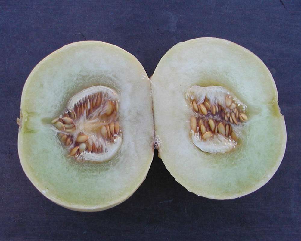 Fruit Cut in  Half<br>(Origin of the Specimen: Grocery Trade, Washington, USA)