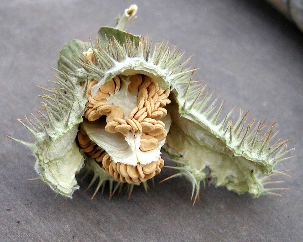 Seedpod Showing Seeds