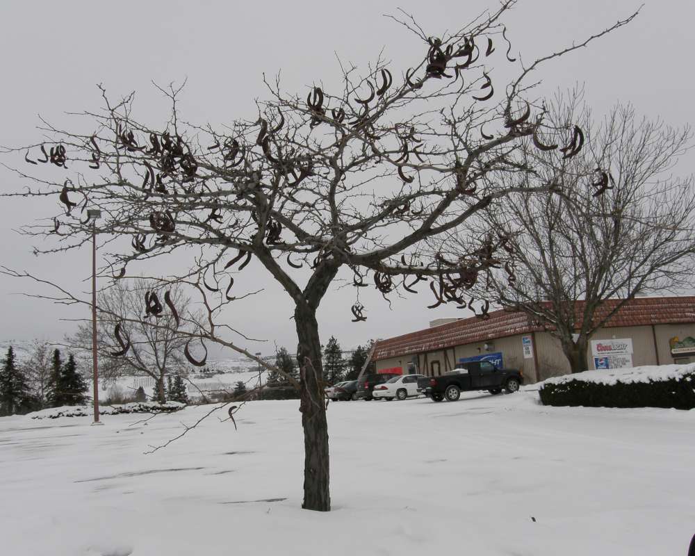 Winter Tree<br>(Location of Picture: Okanogan, Washington, USA, 2009)