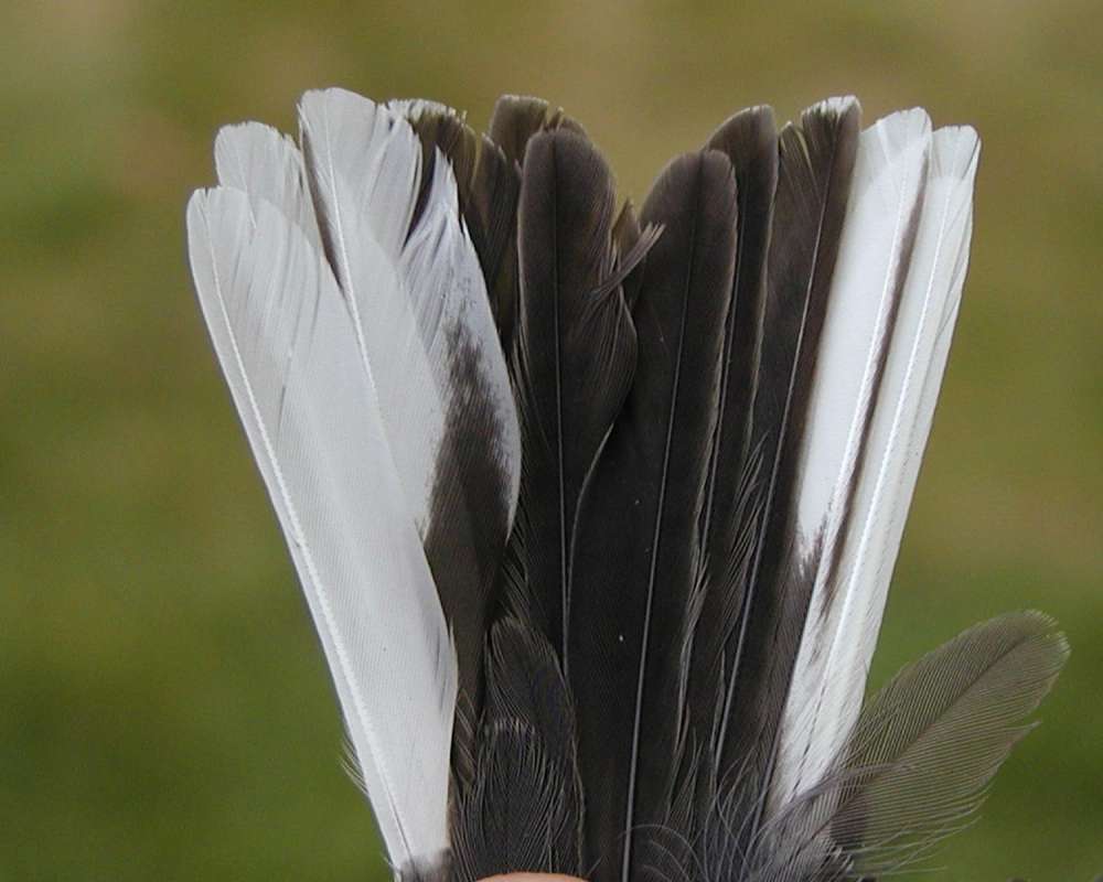 Tail Feathers - Dorsal View<br>(Location of Picture: Okanogan, Washington, USA, 2009)