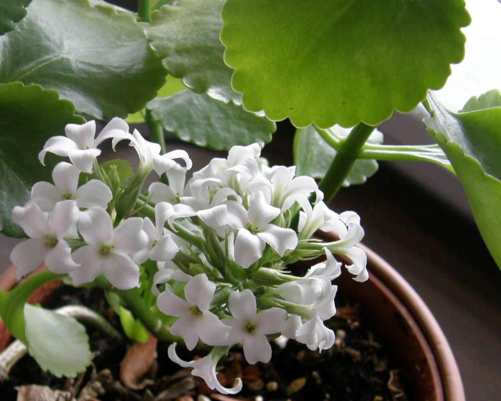 White Flowers<br>(Location of Picture: Private, Okanogan, Wa, USA, 2009)