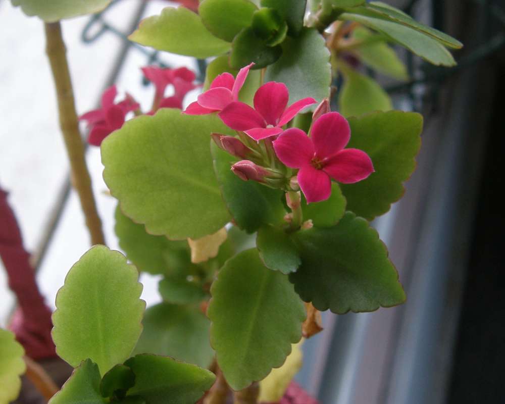 Red Flowers<br>(Location of Picture: Private, Okanogan, Wa, USA, 2009)