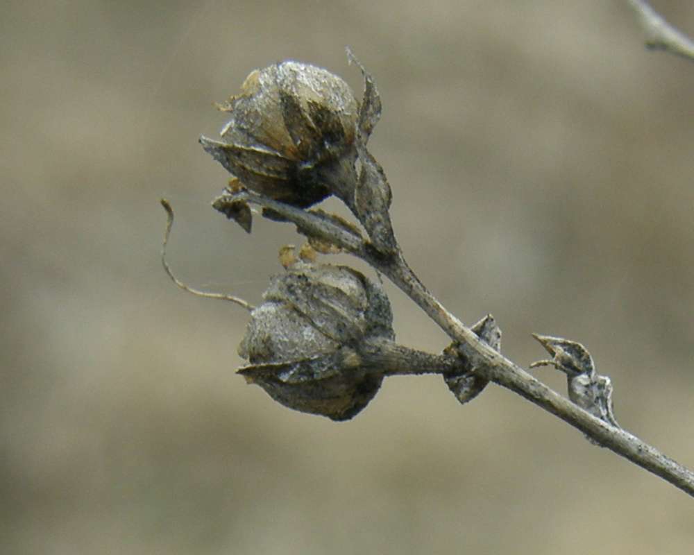 Seed Pods - Bottom<br>(Location of Picture: Columbia River, Oregon, 2009)