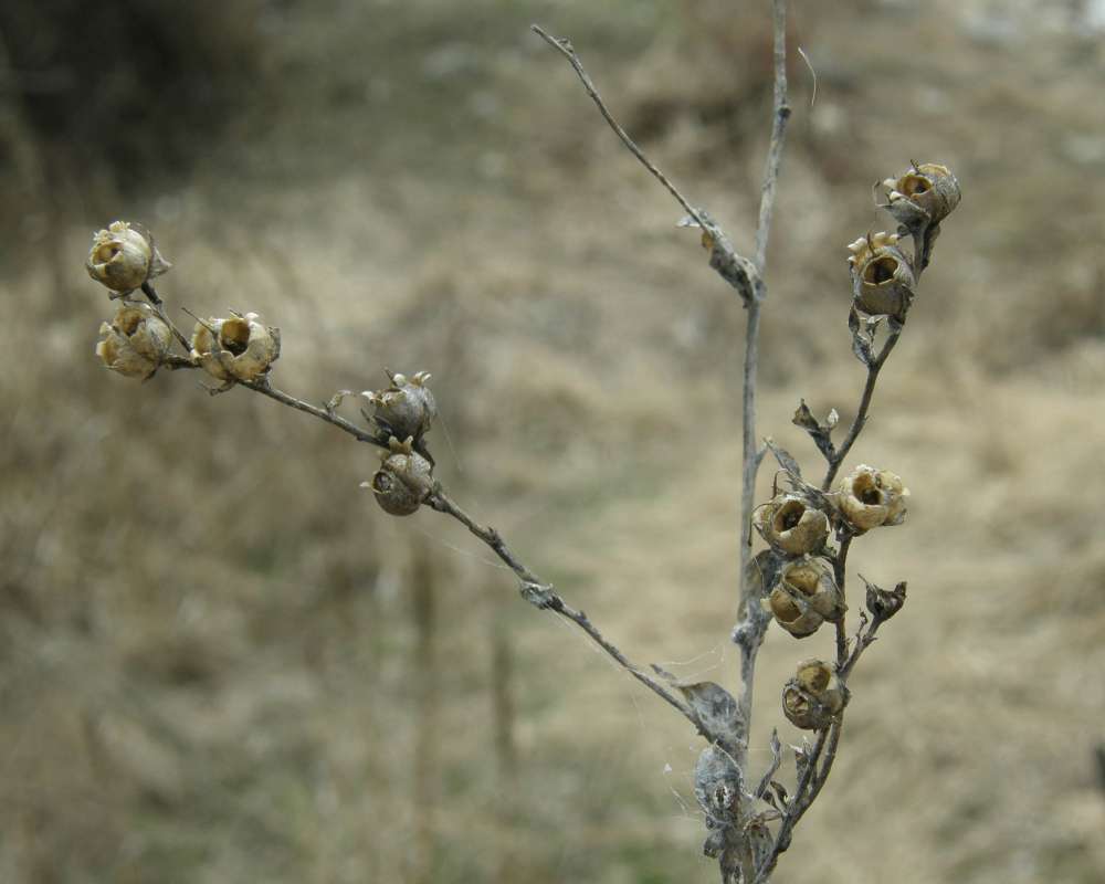 Seed Pods - End View<br>(Location of Picture: Columbia River, Oregon, 2009)