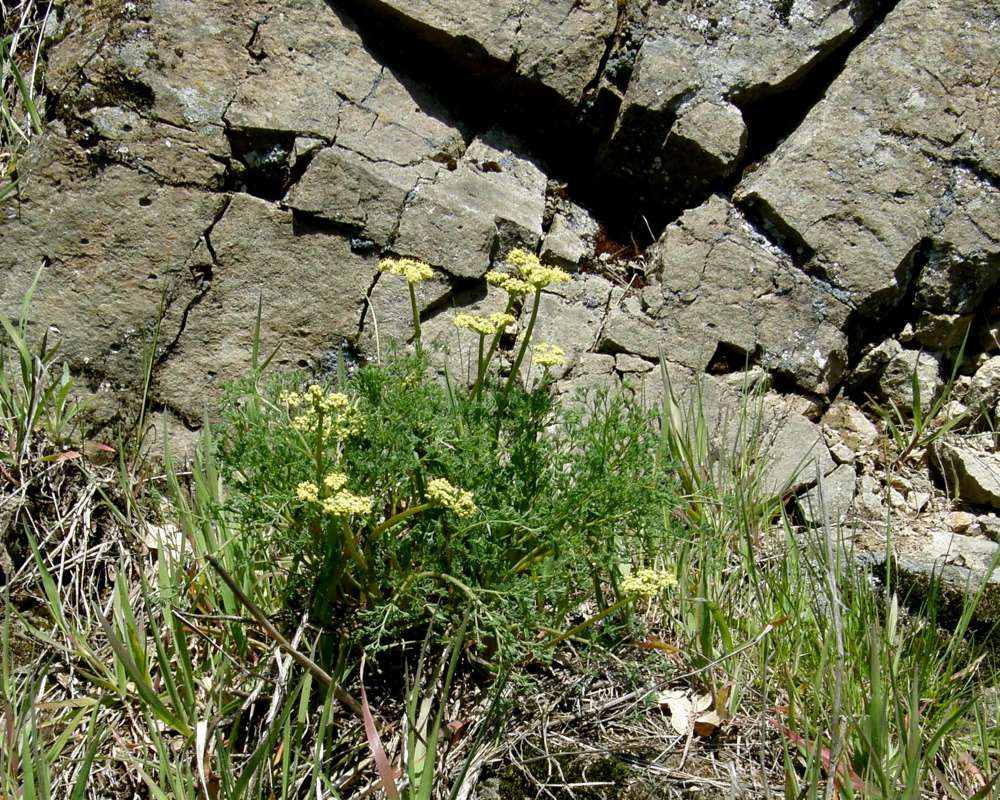 Habitat View<br>(Location of Picture: Portland, Oregon, USA, 2009)