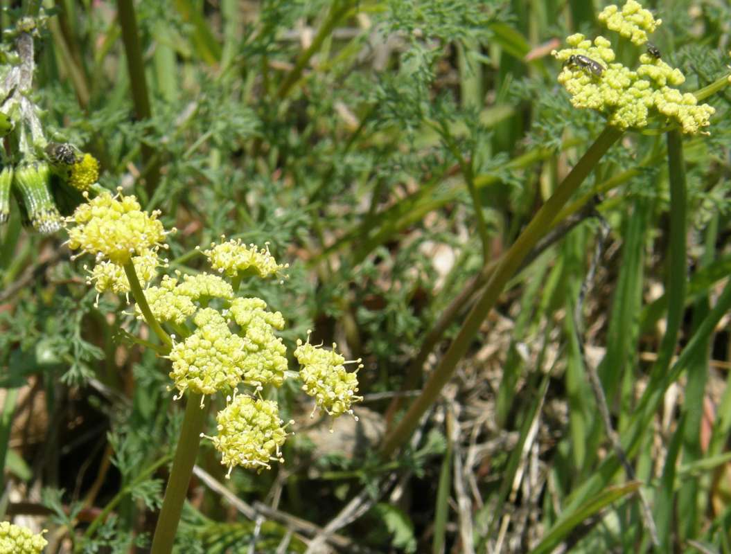 Flowers<br>(Location of Picture: Portland, Oregon, USA, 2009)