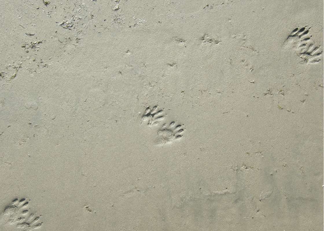 Tracks<br>(Location of Picture: Columbia River, Oregon, USA, 2009)