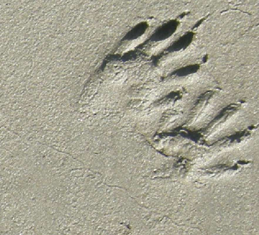 Tracks - Closer View<br>(Location of Picture: Columbia River, Oregon, USA, 2009)