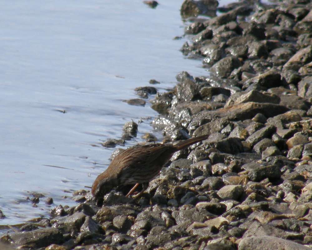 Eating<br>(Location of Picture: Okanogan, Washington, USA, 2009)