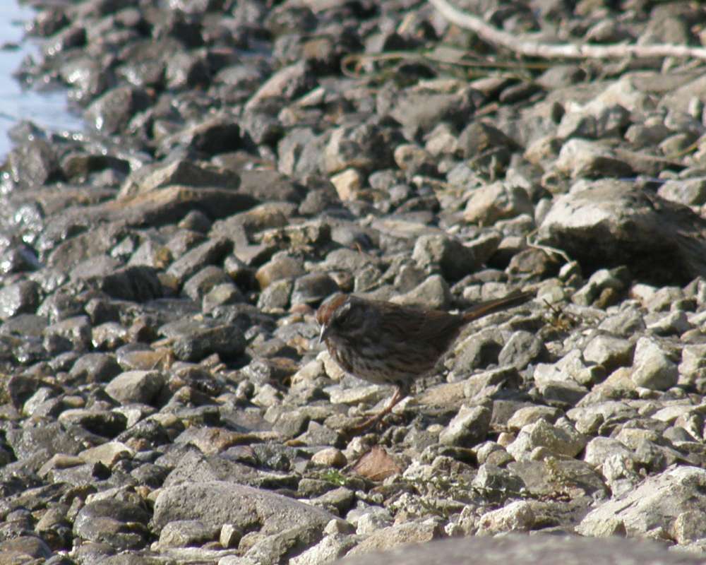 Front View<br>(Location of Picture: Okanogan, Washington, USA, 2009)