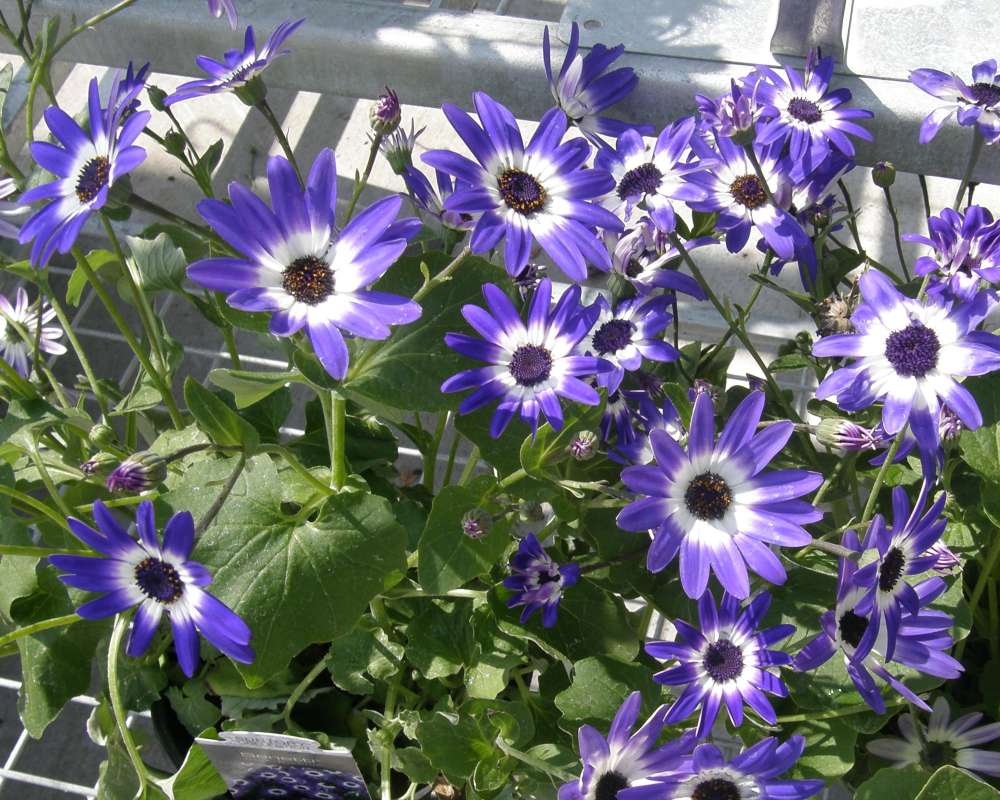 Garden View - Blue and White Flowers<br>(Location of Picture: Commercially Grown)