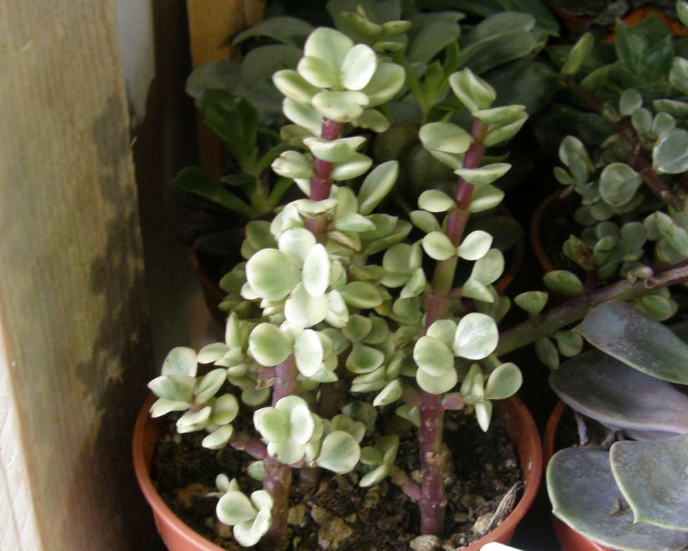 Potted Plant - Var Variegata<br>(Location of Picture: Commercially Grown)