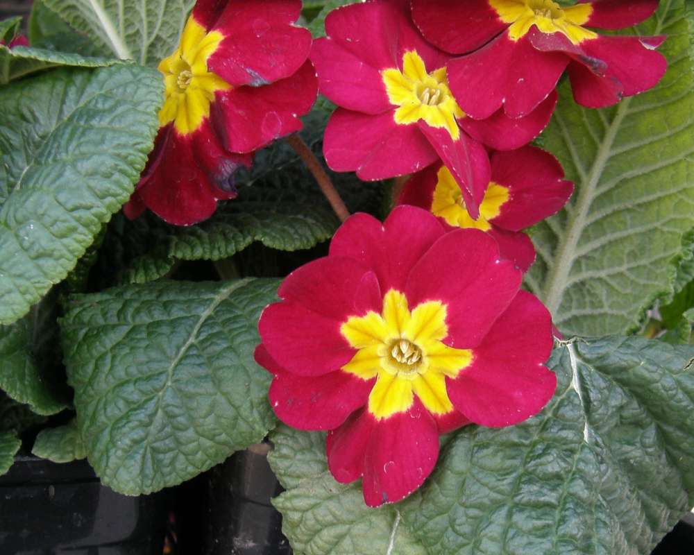 Red Flower<br>(Location of Picture: Commercially Grown)