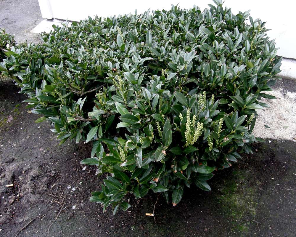 Garden View Of Shrub<br>(Location of Picture: Portland, Oregon, USA, 2009)