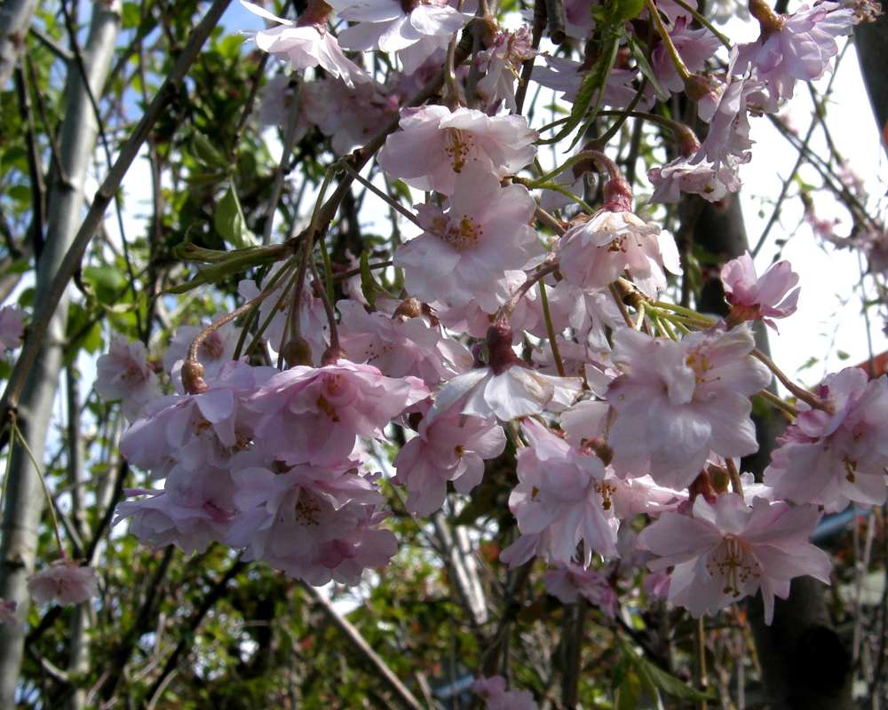 Flowers<br>(Location of Picture: Commercially Grown)