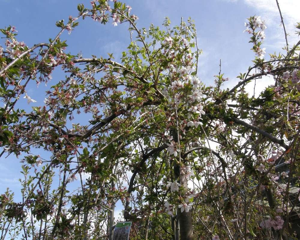 Top Of Plant in  Bloom<br>(Location of Picture: Commercially Grown)