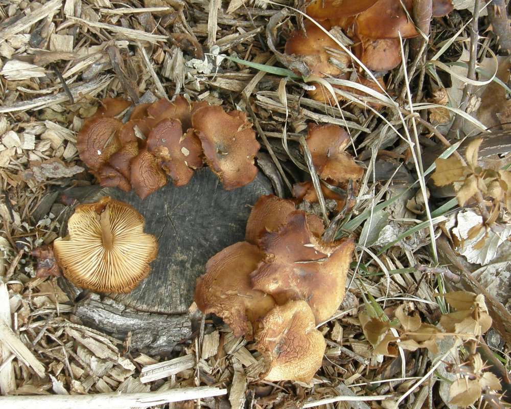 Habitata View<br>(Location of Picture: Okanogan, Washington, USA, 2009)