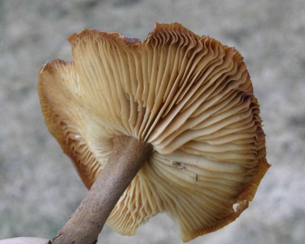Underside<br>(Location of Picture: Okanogan, Washington, USA, 2009)