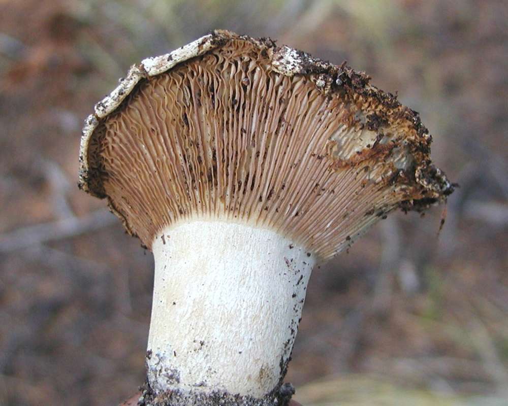 Side View (older Specimen)<br>(Location of Picture: Conconully, Washington, USA, 2009)