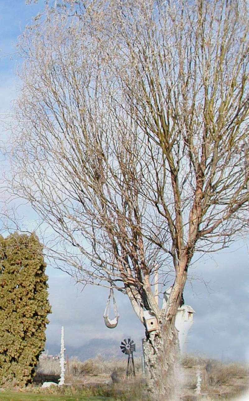 Early Spring Silhouette<br>(Location of Picture: Ornamental, Okanogan, Wa, USA, '09)