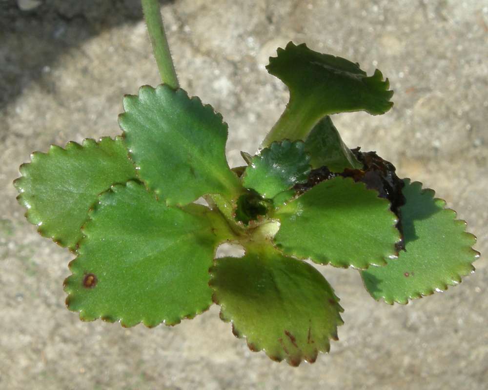 Leaves<br>(Location of Picture: Portland, Oregon, USA, 2009)