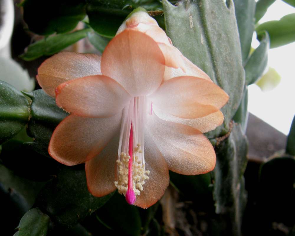 Orange Flower - Front View<br>(Location of Picture: A Home, Okanogan, Washington, USA)