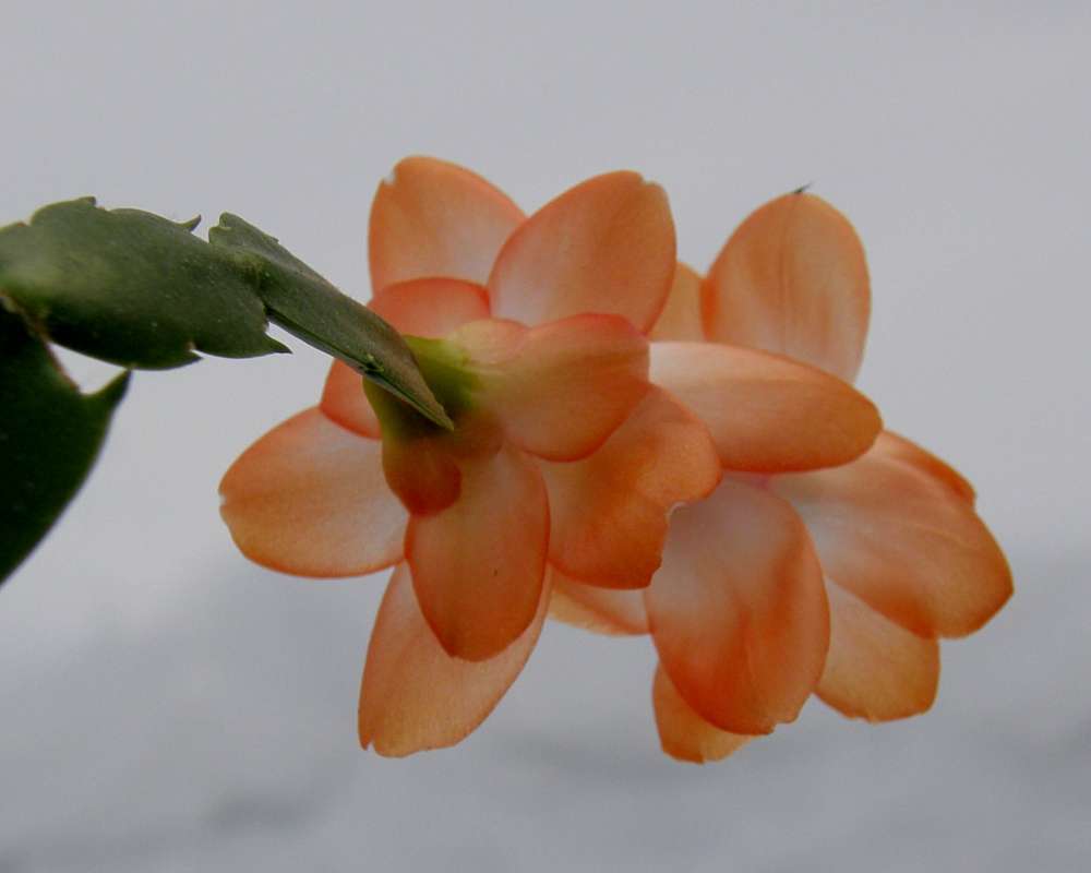 Orange Flower - Rear View<br>(Location of Picture: A Home, Okanogan, Washington, USA)