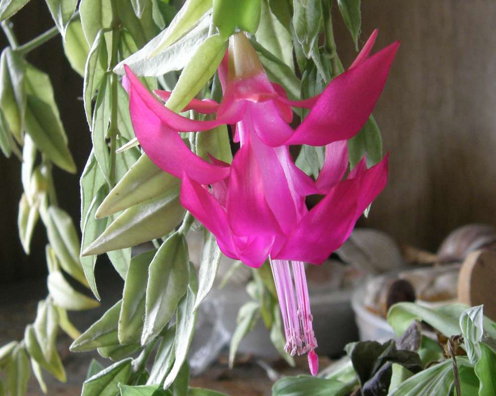 Pink Flower - Side View<br>(Location of Picture: A Home, Okanogan, Washington, USA)
